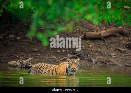 An einem schönen verregneten Abend in der monsunzeit zwei Tiger cubs Lernen wurden die Fähigkeiten der Brandbekämpfung durch das Spielen in einem See Wasser in Ranthambore National Stockfoto