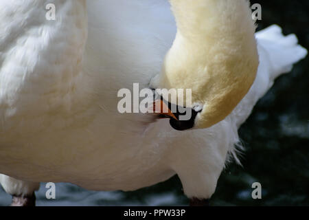 Ein Schwan preens selbst Stockfoto
