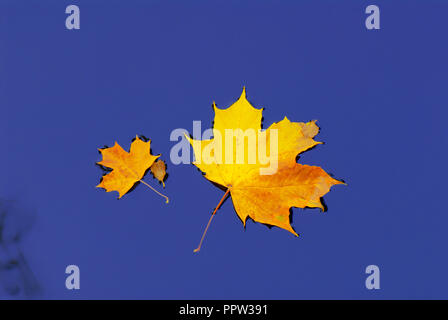 Gefallenen ahorn Blätter im Herbst Farben auf dem Wasser schwimmend Oberfläche. Stockfoto