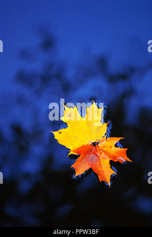 Gefallenen ahorn Blätter im Herbst Farben auf dem Wasser schwimmend Oberfläche. Stockfoto