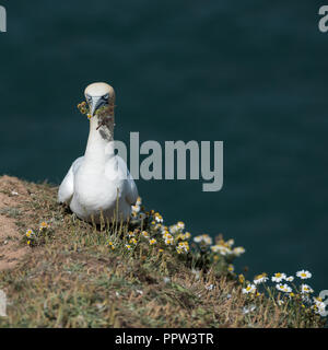 Northern Gannet (Morus bassanus) Sammeln von Blumen von Sea Mayweed (Triploeurospermum maritimum) Stockfoto