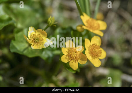 Caltha palustris, bekannt als Sumpf - Ringelblume und kingcup. Stockfoto