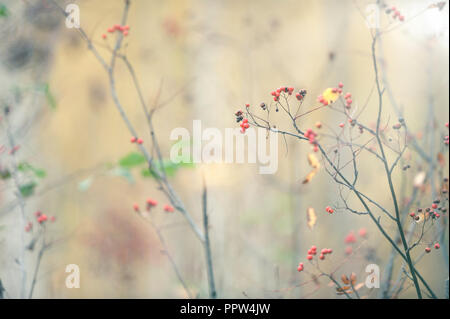 Vogelbeeren im Herbst Stockfoto