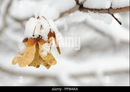 Ahorn Tasten bedeckt mit weißen Schnee Stockfoto