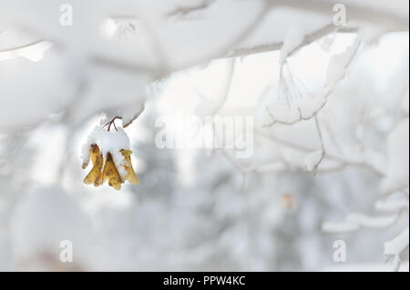 Ahorn Tasten bedeckt mit weißen Schnee Stockfoto