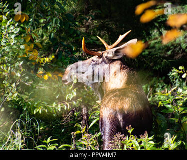 Eine schwer fassbare Jungstier, Elche, Alces alces, versteckt in den Adirondack Mountains, NY Wildnis Fütterung auf die Vegetation. Stockfoto