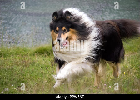 Schottische (oder Scotch, Rau) Collie in einem Schweizer Berg Feld. Es ist eine landsorte Hunderasse, die aus dem Hochland Regionen Schottlands entstanden Stockfoto