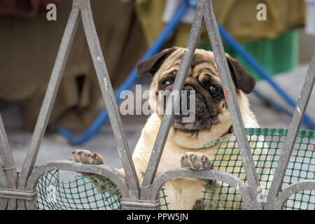 Pug durch einen eisernen Zaun. Sie physikalisch Besonderheiten: Wrinkly, kurz - maulkorb Gesicht, Ringelschwanz und feines, glänzendes Fell. Stockfoto