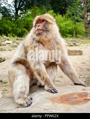 Ein barbary Macaque (oder Barbay ape oder magot). Es ist eine Pflanzenart aus der Gattung der Makaken, die einzigartig durch ihre Verbreitung außerhalb von Asien Stockfoto