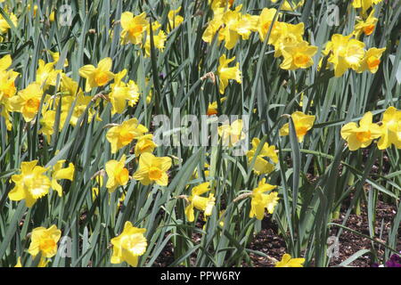 Narzissen blühen auf sonnigen Tag im Frühling in Tulip Top Gärten, NSW, Australien. Stockfoto