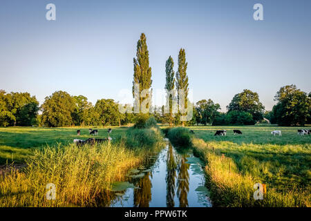 Sonnenuntergang am Fluss in einem typischen holländischen Bauernhof Landschaft im Sommer Monat Juni. Kühe grasen. Diese Landschaft ist in der Nähe der Stadt Delden in Twente Stockfoto