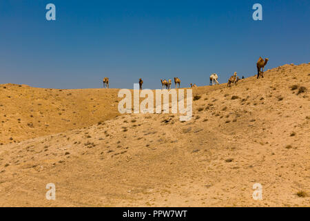 Eine Herde Kamele dromedarys in der Wüste Negev im Süden Israels Stockfoto