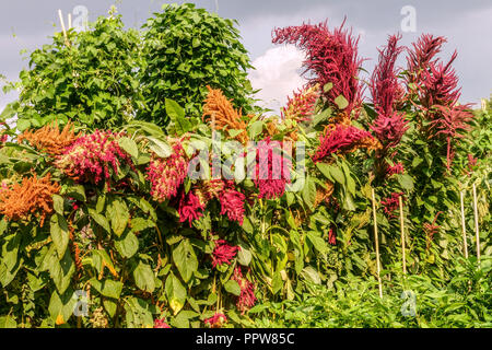 Korn Amaranth, Amaranthus cruentus im Gemüsegarten wachsen Stockfoto