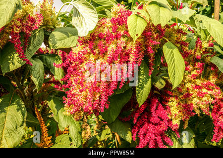 Getreide Amaranth, Amaranthus cruentus wächst im Gemüsegarten die Samen Reifen in Panicles Stockfoto