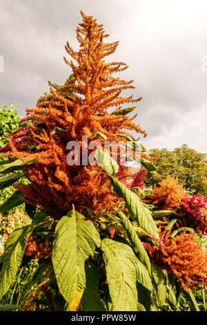 Korn Amaranth, Amaranthus cruentus im Gemüsegarten wachsen Stockfoto