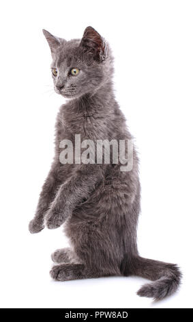 Graue Kätzchen steht auf den Hinterbeinen. Flauschige Katze. Auf einem weißen Hintergrund isoliert Stockfoto
