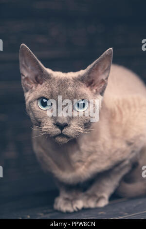 Katze ohne Rasse. Eine einfache graue Katze auf einem dunklen Hintergrund. Stockfoto
