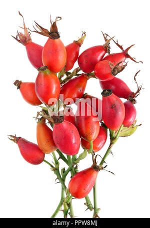 Rote Herbst echten Beeren Wald Hüften enthalten eine große Menge an Vitamin C. isoliert auf weißem studio Makroaufnahme Stockfoto