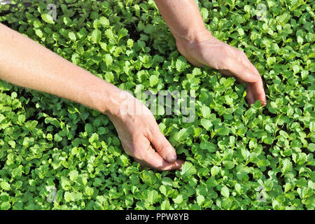 Die ältere Frau - Bauer holt und Pflege junger Senfgrüns auf Garten Bett. Sonnigen Tag closeup Schuß Stockfoto