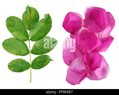 Welken Blatt und ausgefranste Blütenblätter der September Herbst Rose Blume. Auf weissem Makro studio shot Isoliert Stockfoto