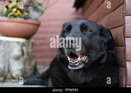 Happy schwarzer Labrador Retriever Hund neben Doghouse liegen. Happy pet in einer Landschaft. Stockfoto