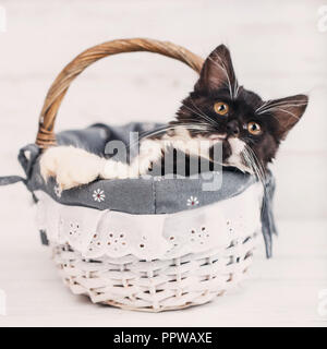 Die Katze ist in der Schublade. Kitten, die Pfoten auf den Korb Stockfoto