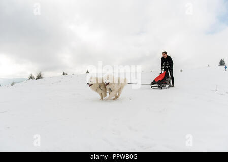 BELIS, Rumänien - 17. FEBRUAR 2018: die Musher Racing auf einer öffentlichen Hundeschlittenrennen zeigen mit samojeden Hunde in den transsylvanischen Bergen Stockfoto