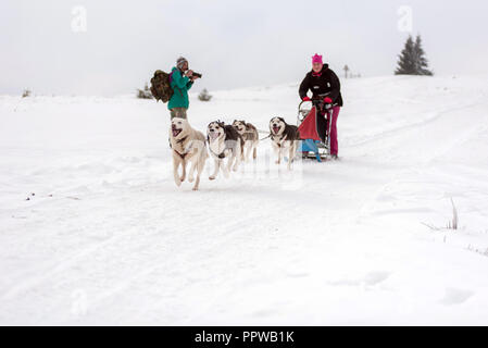 BELIS, Rumänien - 17. FEBRUAR 2018: die Musher Racing auf einer öffentlichen Hundeschlittenrennen zeigen mit Husky Hunde in den transsylvanischen Bergen Stockfoto