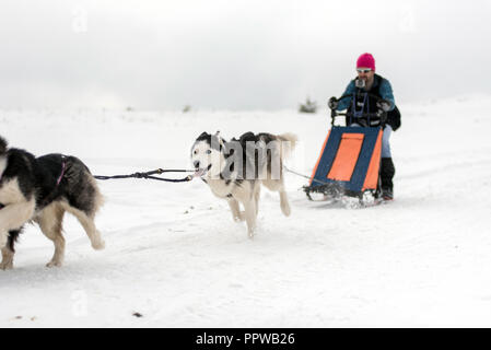 BELIS, Rumänien - 17. FEBRUAR 2018: die Musher Racing auf einer öffentlichen Hundeschlittenrennen zeigen mit Husky Hunde in den transsylvanischen Bergen Stockfoto