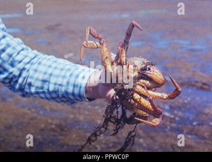 Die menschliche Hand, denn große Kamtschatka Krabbe Stockfoto