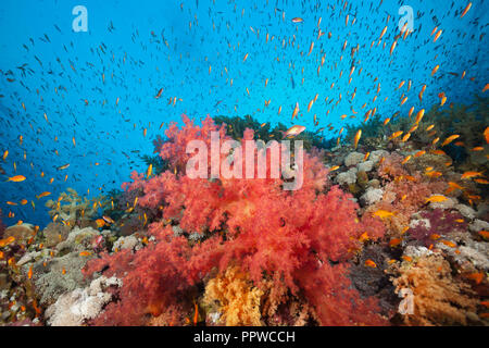 Farbige Weichkorallen, Dendronephthya sp., Brother Islands, Rotes Meer, Ägypten Stockfoto