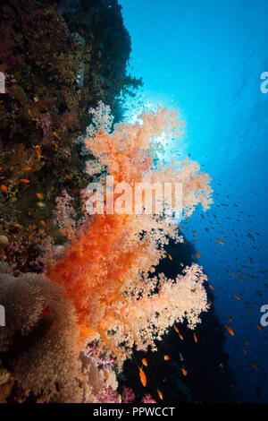 Farbige Weichkorallen, Dendronephthya sp., Brother Islands, Rotes Meer, Ägypten Stockfoto