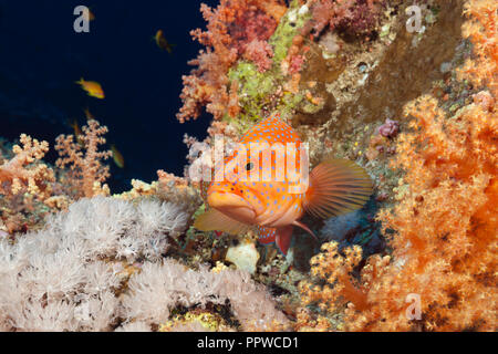 Coral Grouper in Weichkorallen, Cephalopholis miniata, Brother Islands, Rotes Meer, Ägypten Stockfoto