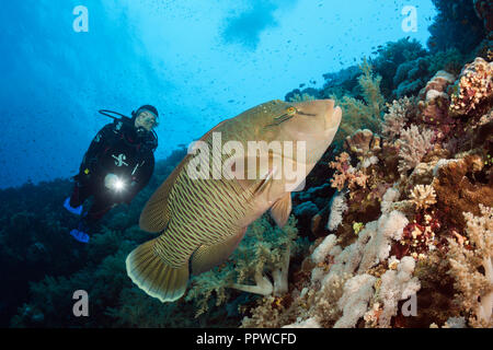 Napoleon Fisch mit Taucher, Beginn Lippfisch (Cheilinus ...