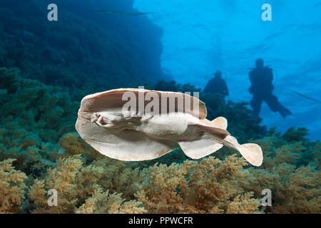 Elektrische Ray, Torpedo Panthera, Brother Islands, Rotes Meer, Ägypten Stockfoto