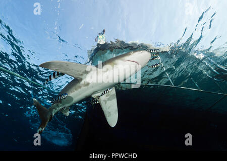 Oceanic Weißspitzen Hai unter Tauchsafari, Carcharhinus Longimanus, Brother Islands, Rotes Meer, Ägypten Stockfoto