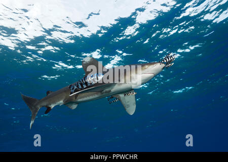 Ozeanische Weißspitzen Hai, Carcharhinus Longimanus, Brother Islands, Rotes Meer, Ägypten Stockfoto