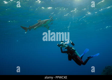 Taucher unter Foto von Oceanic Weißspitzen Hai, Carcharhinus Longimanus, Brother Islands, Rotes Meer, Ägypten Stockfoto