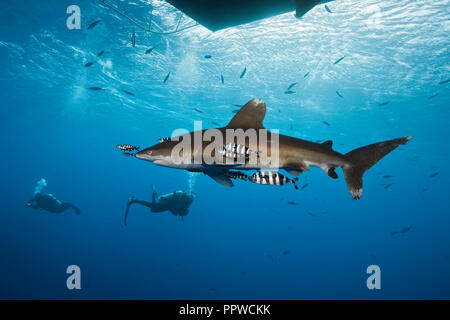 Oceanic Weißspitzen Hai unter Tauchsafari, Carcharhinus Longimanus, Brother Islands, Rotes Meer, Ägypten Stockfoto