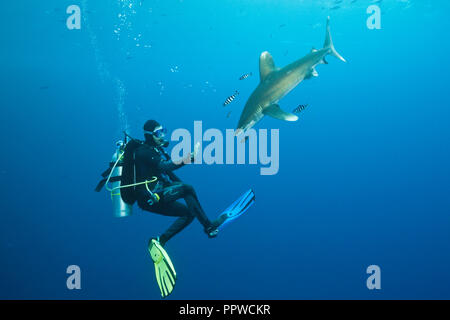 Scuba Diver und ozeanischen Weißspitzen Hai, Carcharhinus Longimanus, Brother Islands, Rotes Meer, Ägypten Stockfoto