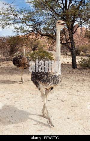 Südafrikanischer Strauß, Struthio camelus Australis, Spitzkoppe, Namibia Stockfoto