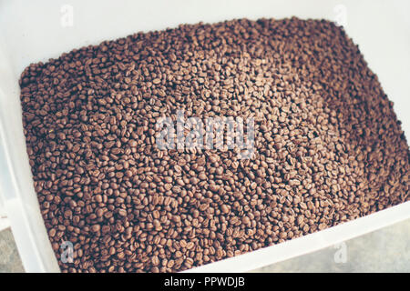 Die frisch gerösteten Kaffeebohnen aus einer grossen Kaffeeröster in die Zylinder gelangen. Bewegungsunschärfe auf die Bohnen. Stockfoto