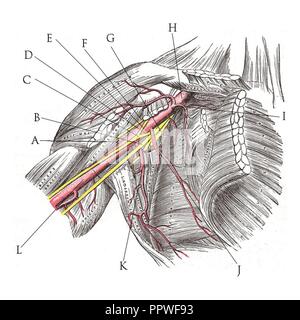 Plexus brachialis in-situ Stockfoto, Bild: 146451922 - Alamy