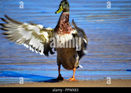 Dies ist ein Foto einer Ente trocknen Ihre Flügel am Ufer des Lake Leelanau in Michigan genommen Stockfoto