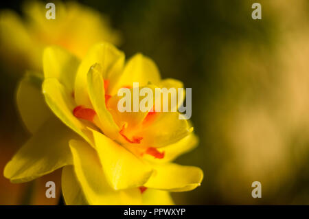 Erstaunlich große helle gelbe Narzissen im Sonnenlicht. - Nah-, Makro-, perfekte Bild für Grußkarte, Frühling Hintergrund. Stockfoto
