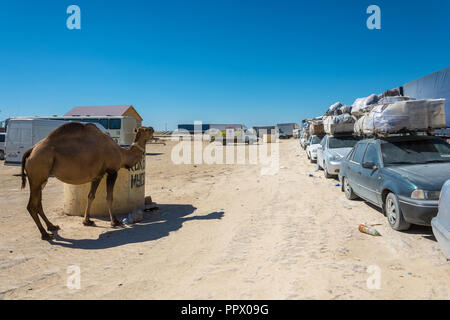 Kasachstan - 22. August 2016: Camel Spaziergänge entlang einem Konvoi am 22. August 2016 an die Zollstelle, Kasachstan. Stockfoto