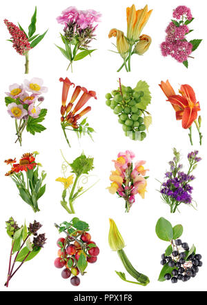 Juli Sommer europäische Pflanzen und Blumen. Auf weissem studio Makroaufnahmen isoliert. Bilder in voller Größe finden sie in meinem Portfolio Stockfoto