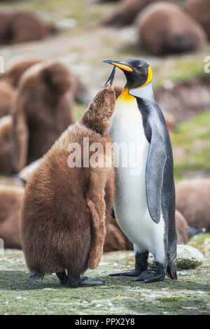 Königspinguin (Aptenodytes patagonicus) Fütterung der Küken, East Falkland, Falkland Inseln, Südatlantik, Südamerika Stockfoto