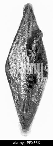 Ring; 2. Halbjahr 6. Jahrhundert B.C; Silber; 2,2 cm, 7,8 kg, 0.0028, 0.0062 lb Stockfoto