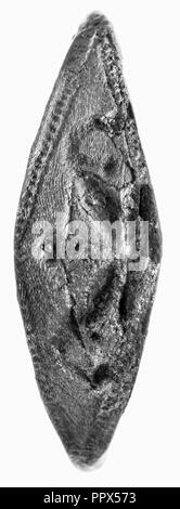 Ring; 2. Halbjahr 6. Jahrhundert B.C; Silber; 2,1 cm, 0.0021 kg, 13,16 in., 0.0046 lb Stockfoto